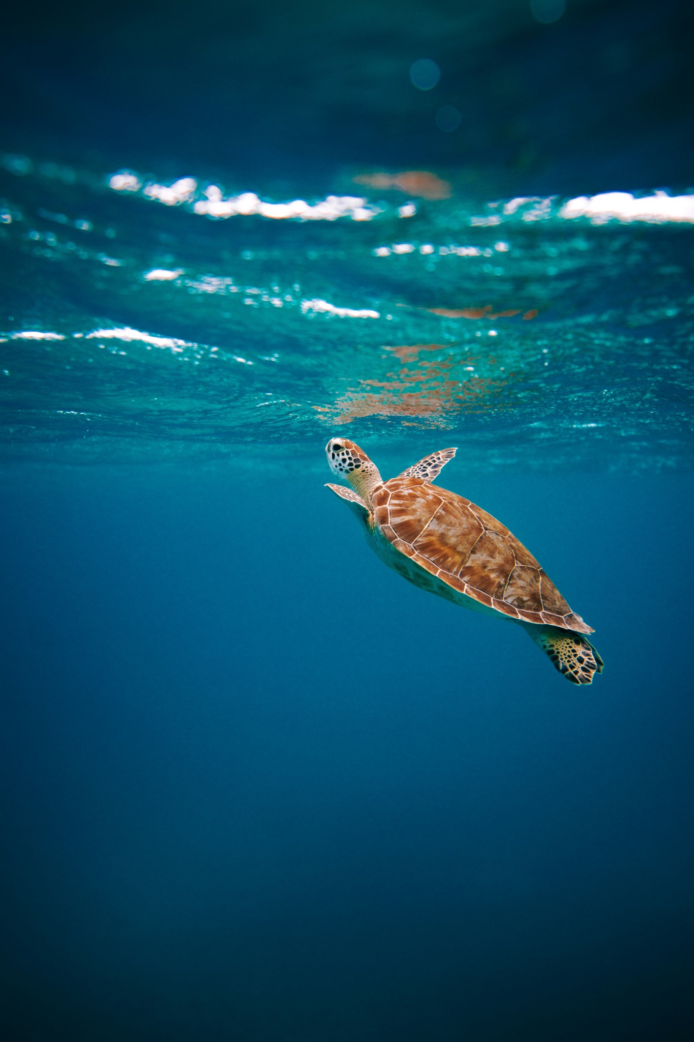 Tortue marine dans un océan protégé