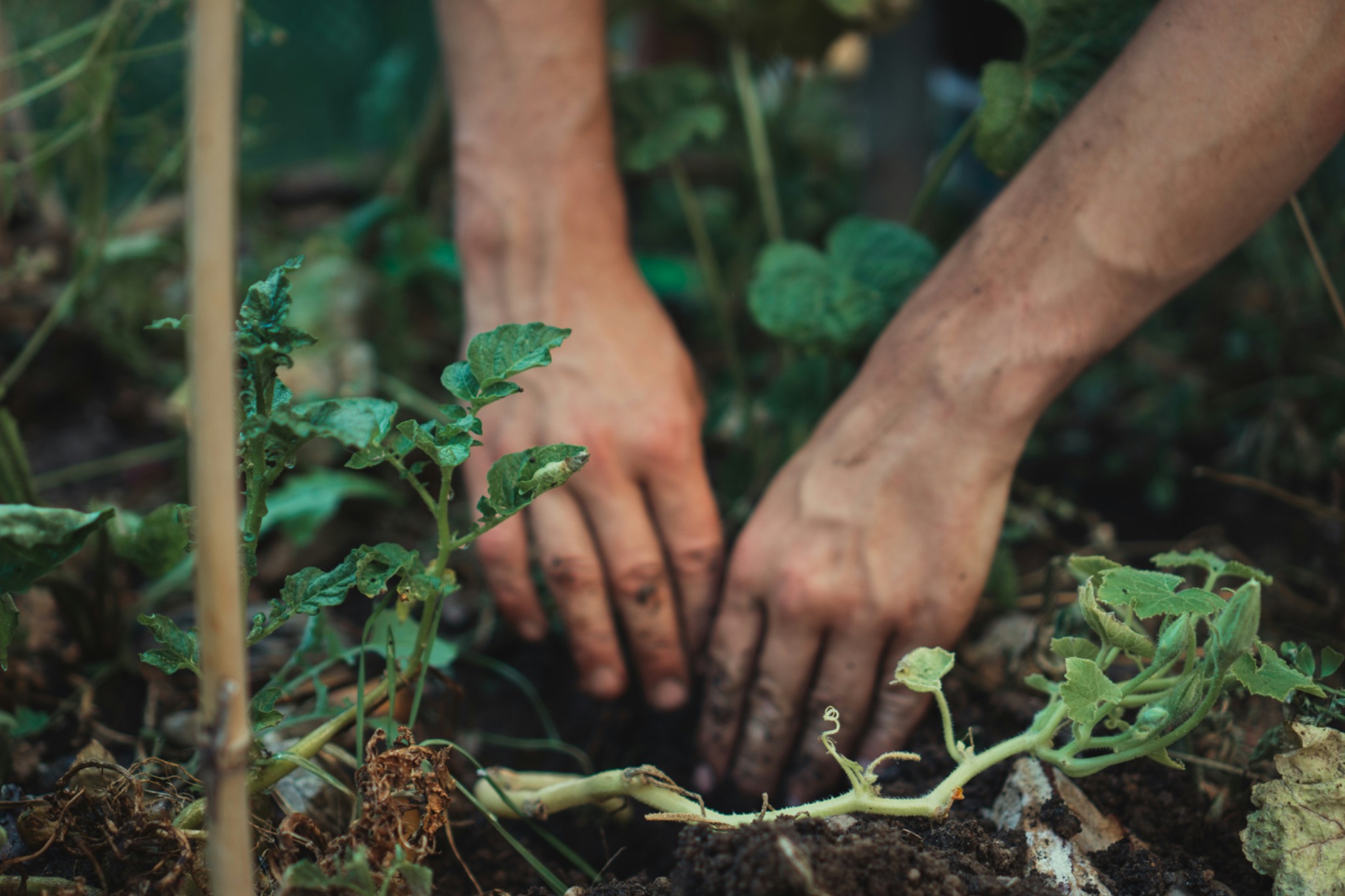 Mains dans la terre, transformation positive